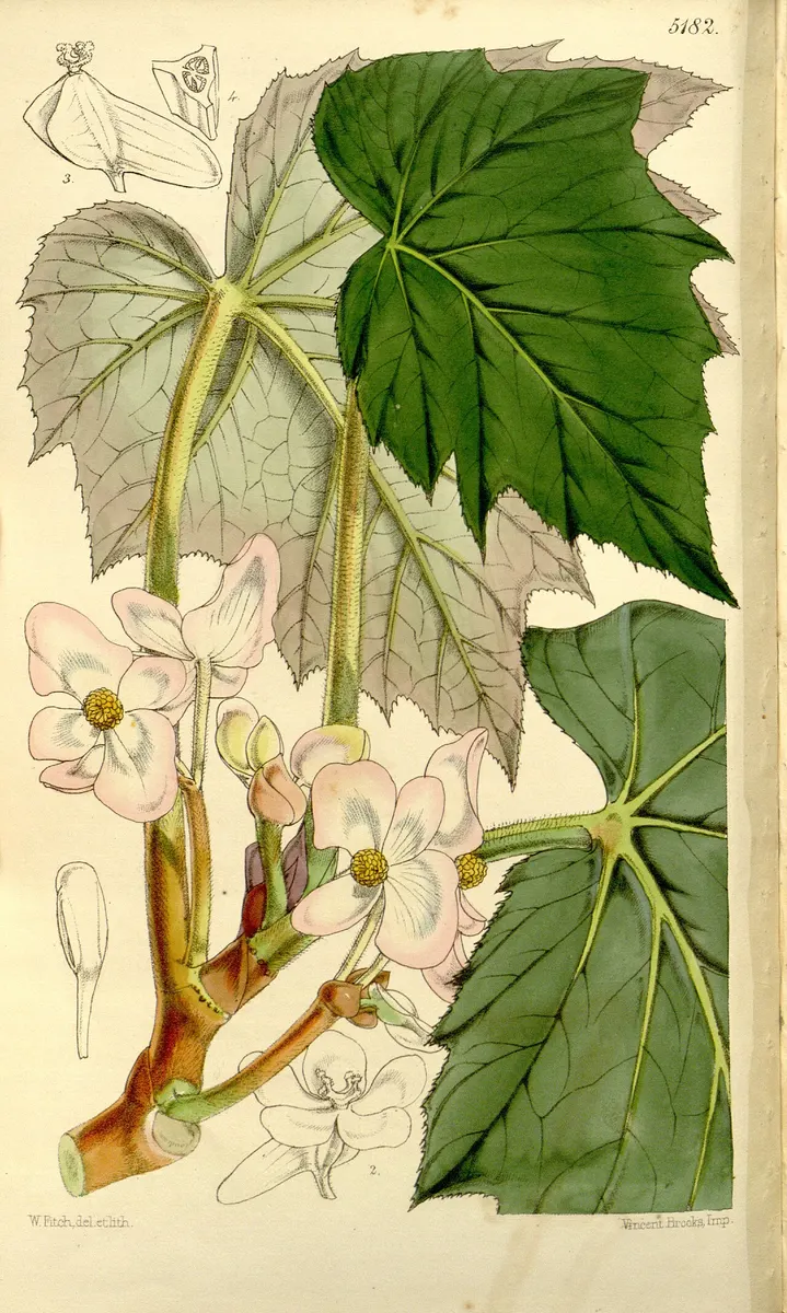 Begonia palmata D. Don.
