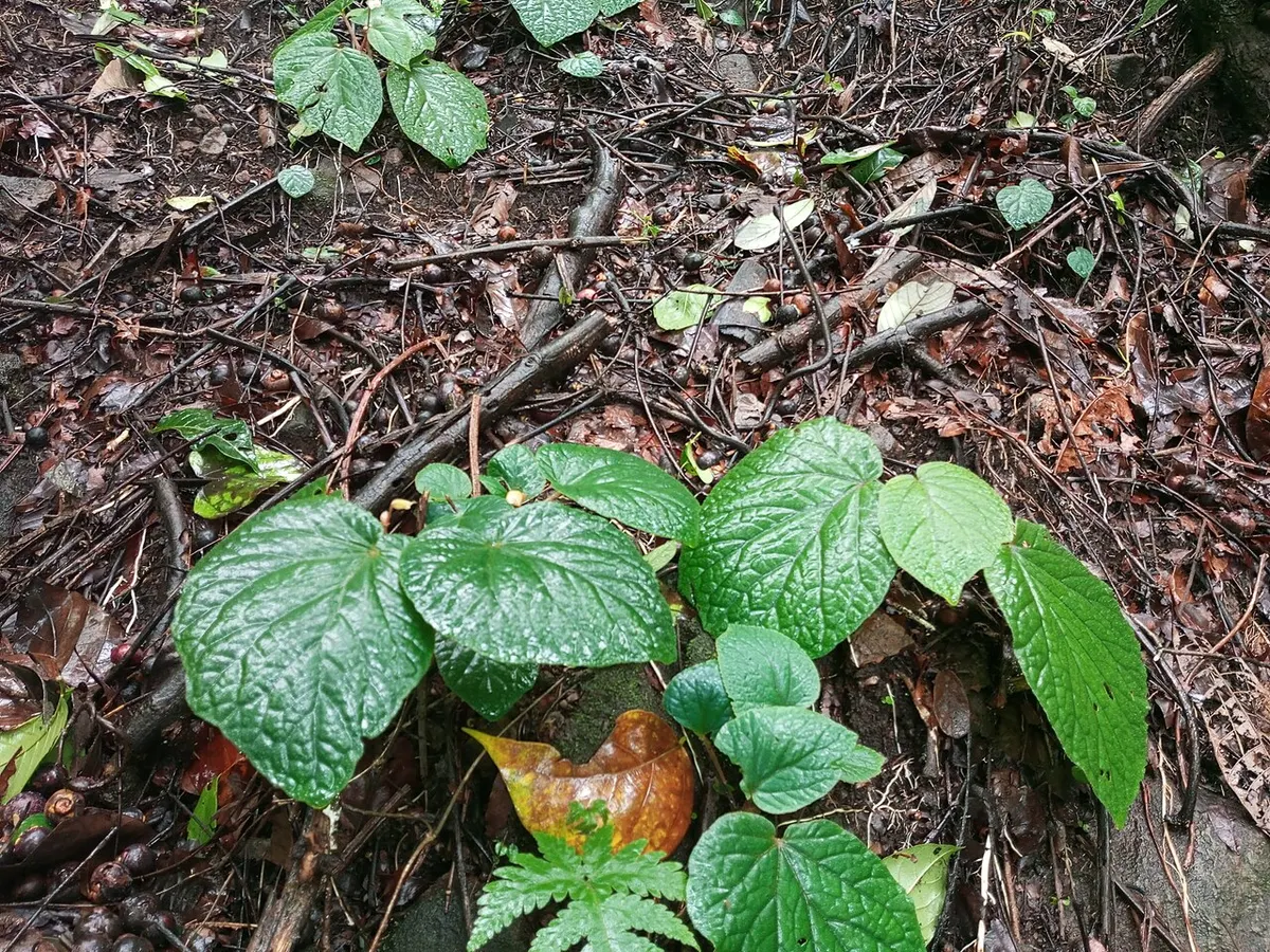 Begonia Pink Minx