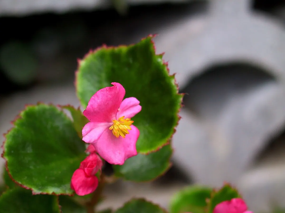 Begonia Rubby Slippers