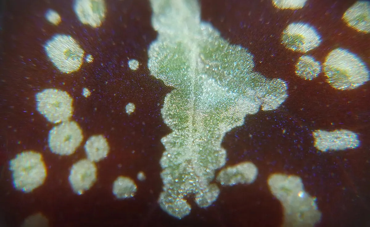 Begonia Variabilis