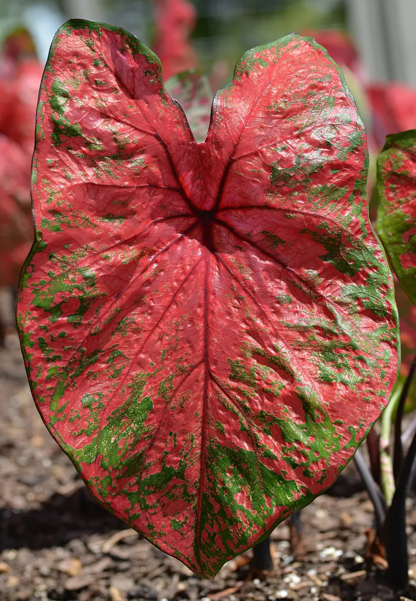 Caladium the moonstone