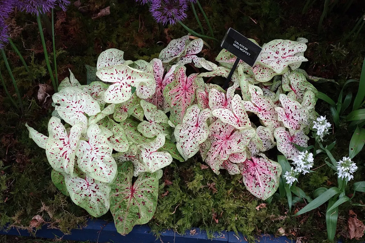 Caladium miss muffet