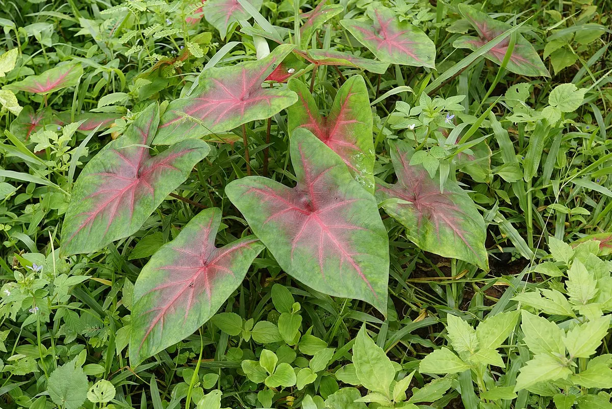 Caladium redcord queen