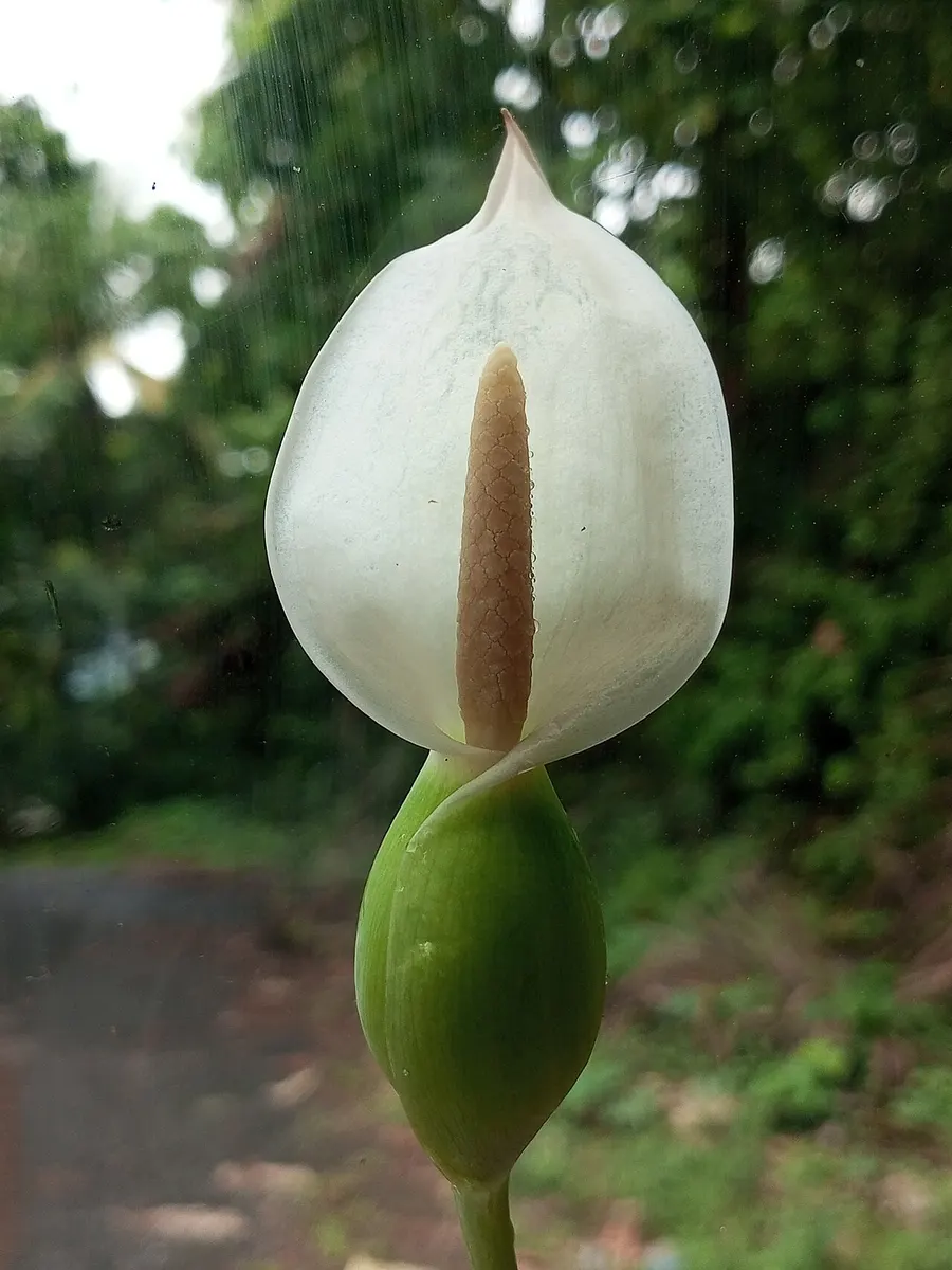 Caladium bicolor White strawberry