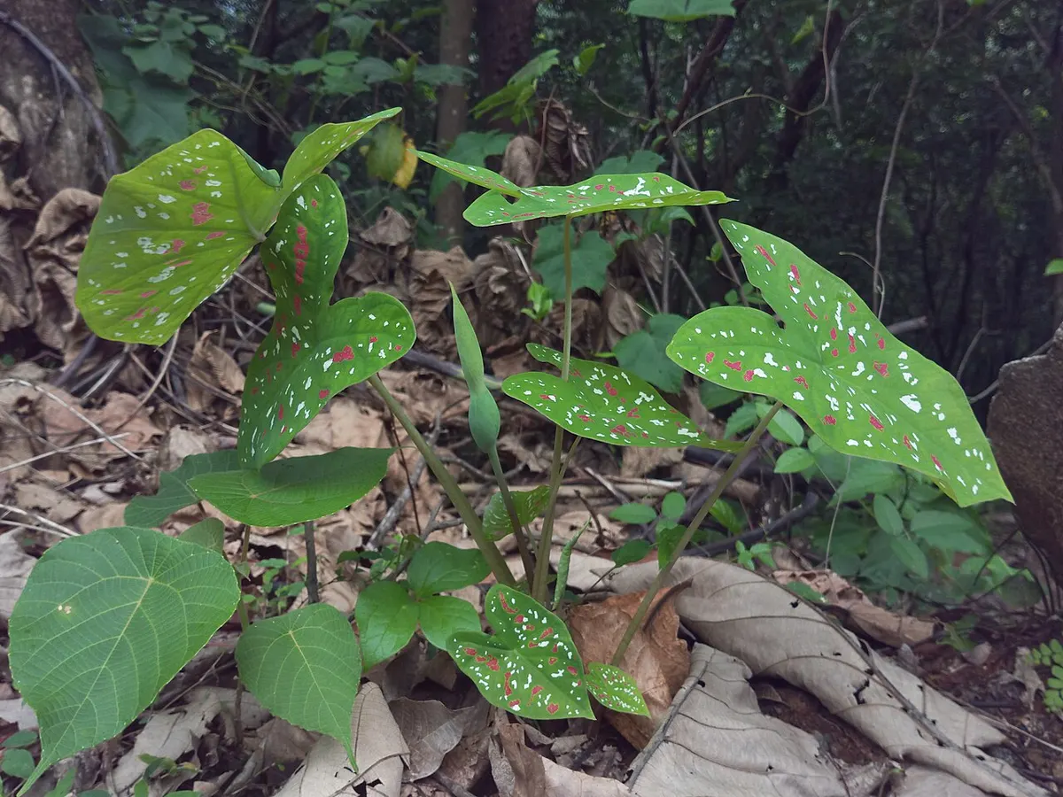 Caladium bicolor Pastel