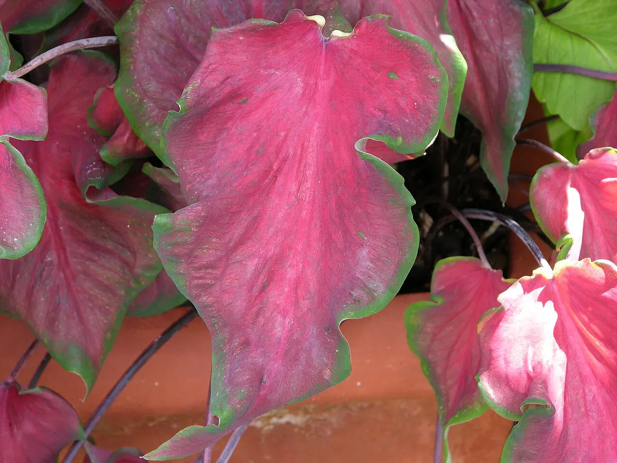 Caladium bicolor White Lovers