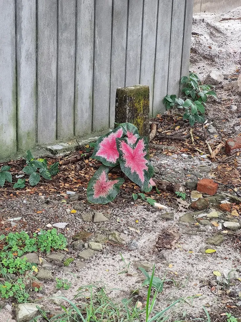 Caladium redcord queen