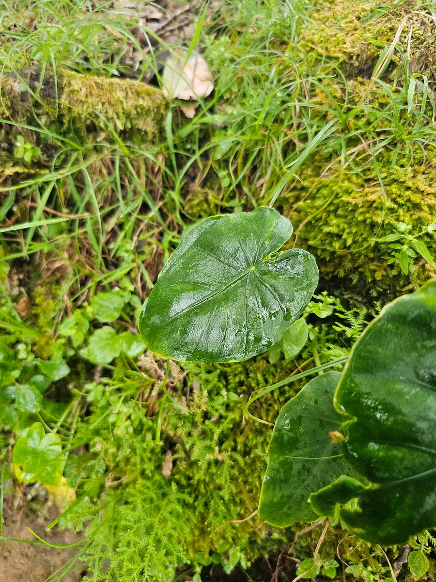 Caladium Strawberry Heart