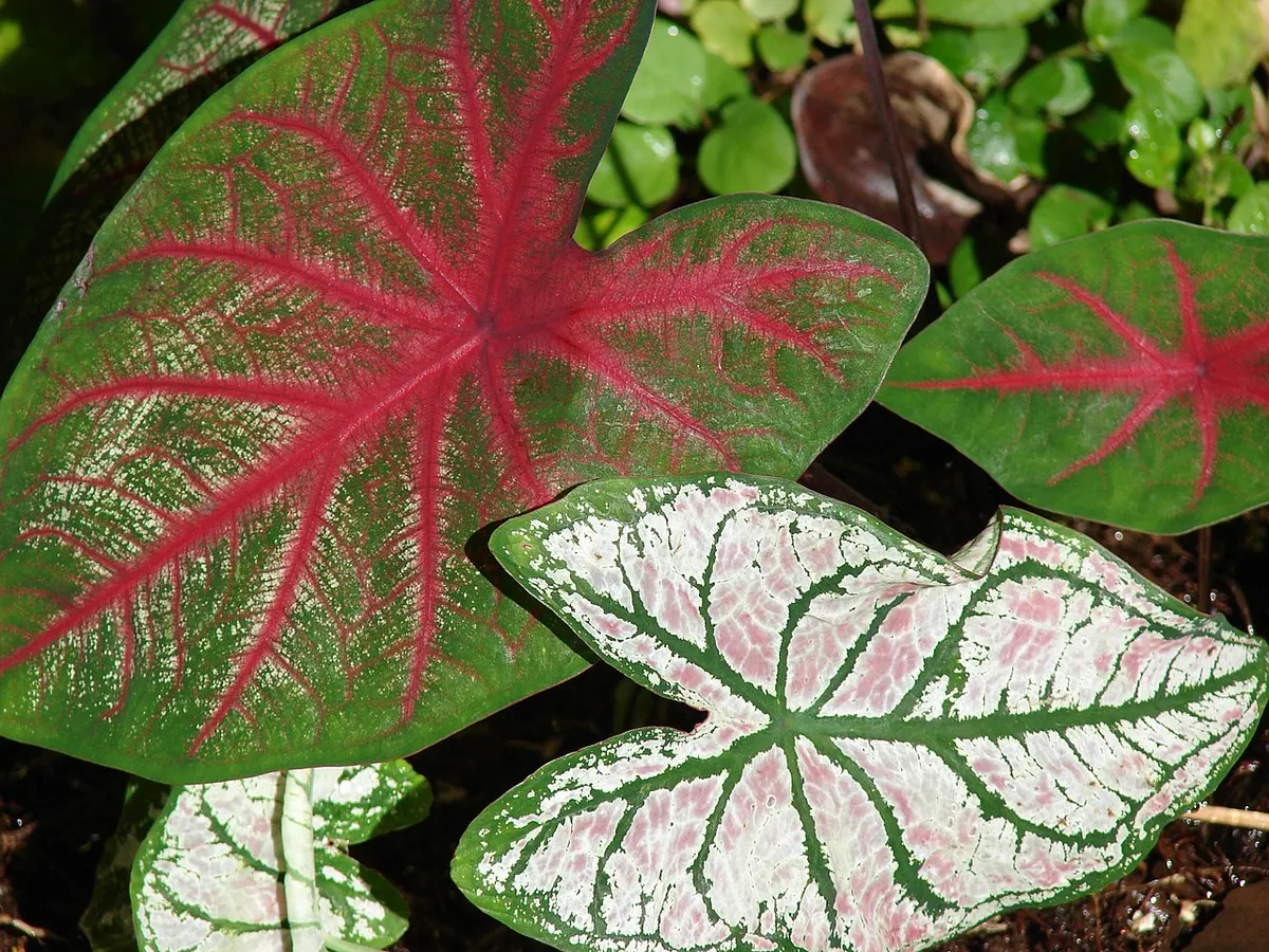 Caladium bicolor Enchanting