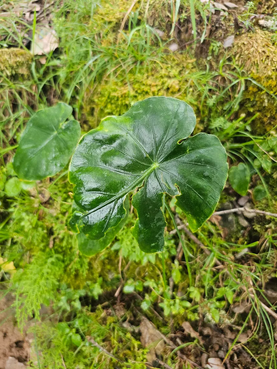 Caladium Black Knight