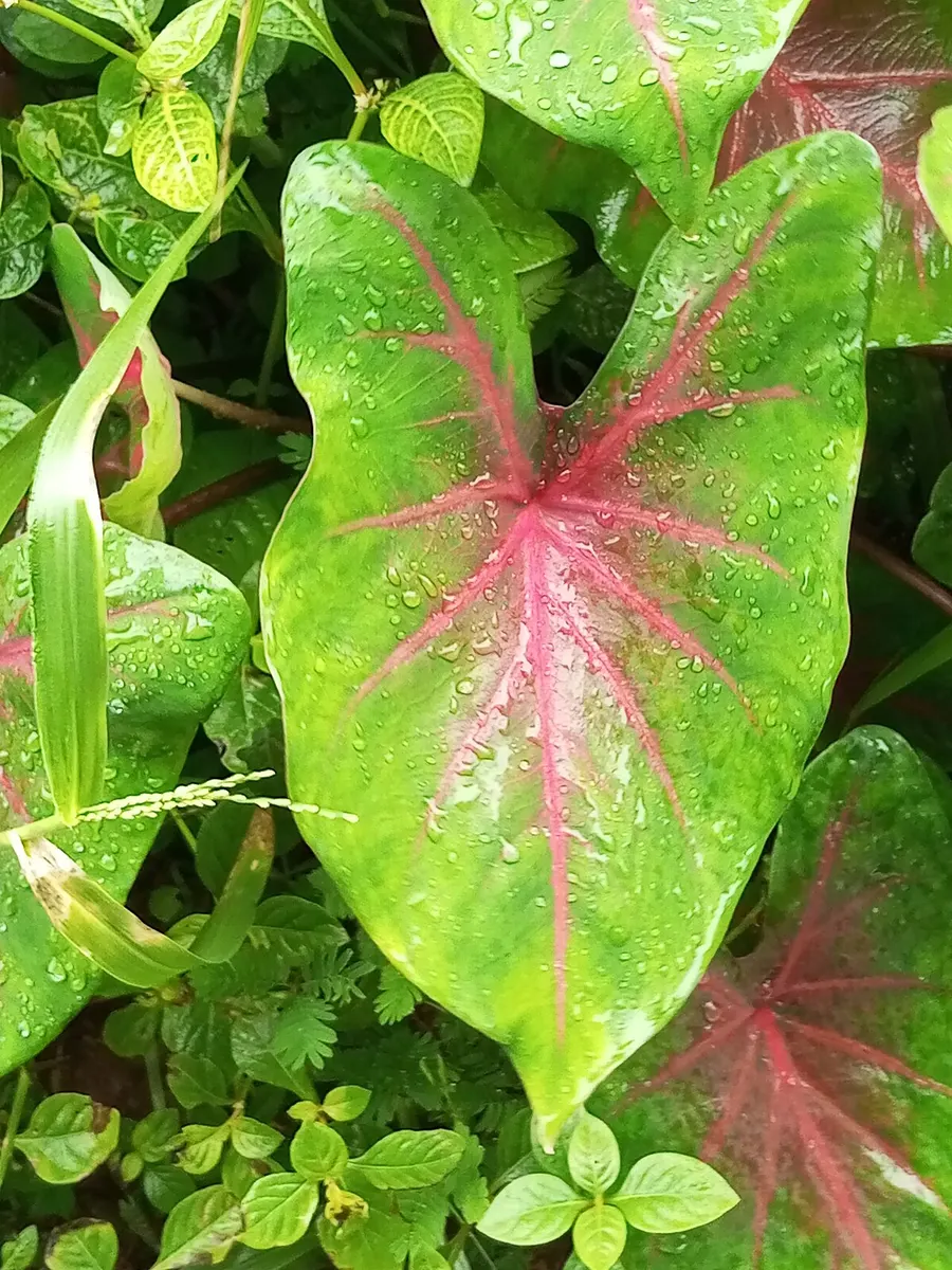 Caladium bicolor Good luck