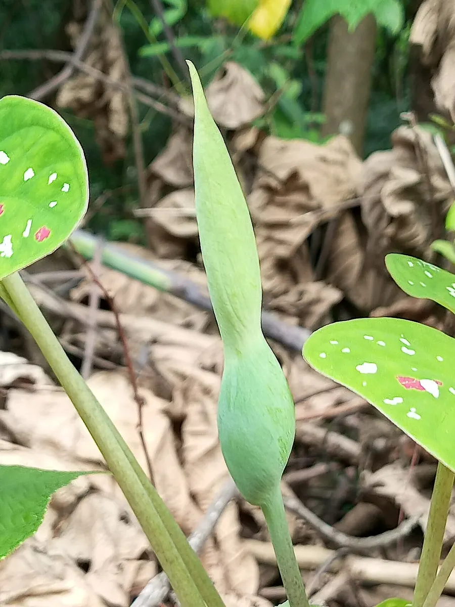 Caladium bicolor Summer Breeze