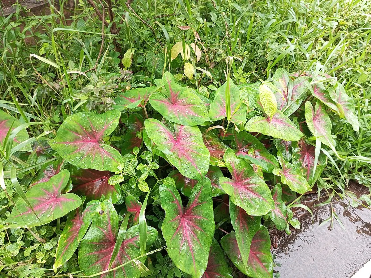 Caladium bicolor Flaming Hempel