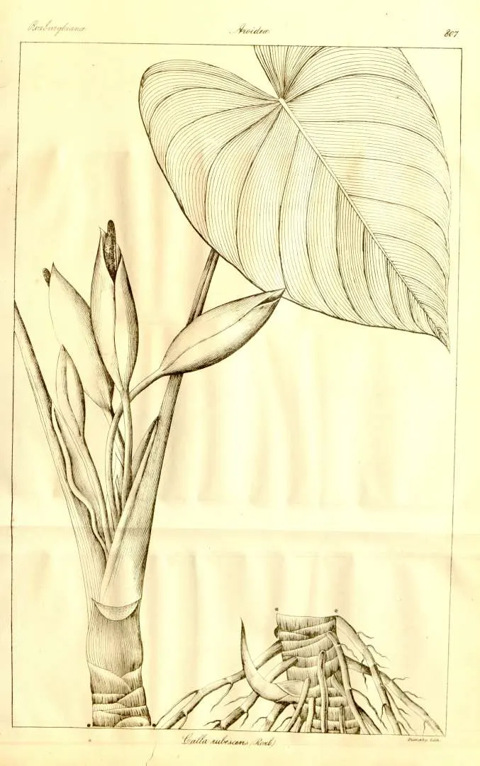 Homalomena Rubescens Aurea Variegated