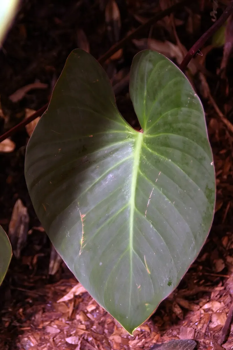Homalomena Rubescens variegated