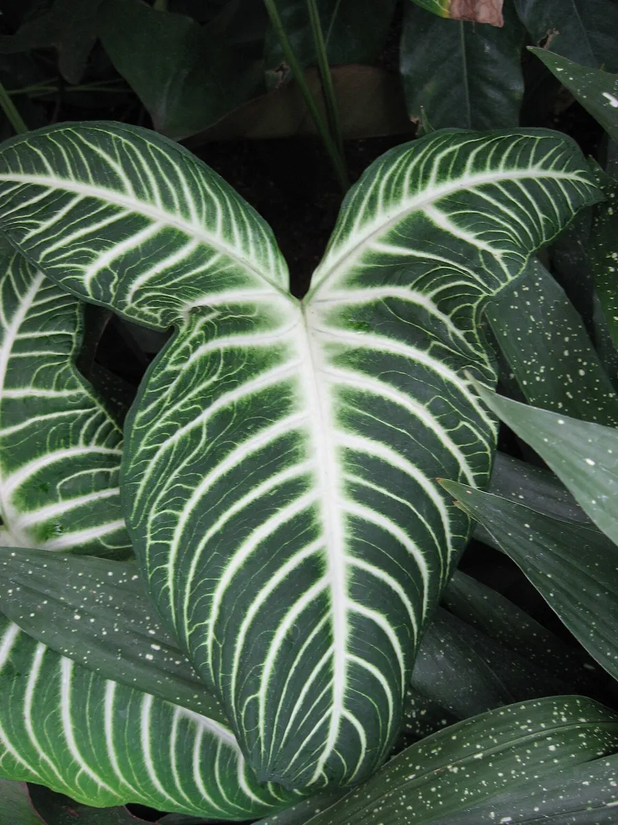 Caladium Lindenii Variegated