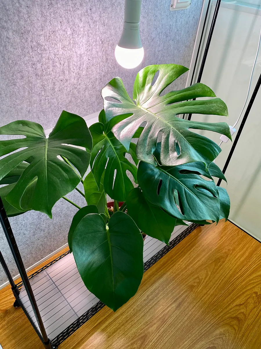 Monstera Burle Marx Flame