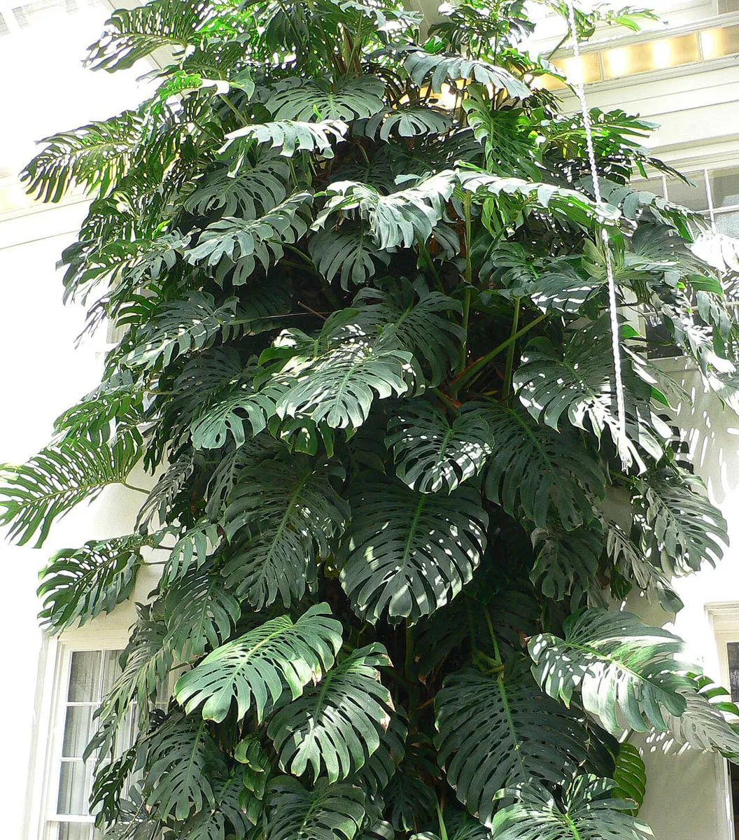 Monstera White Monster