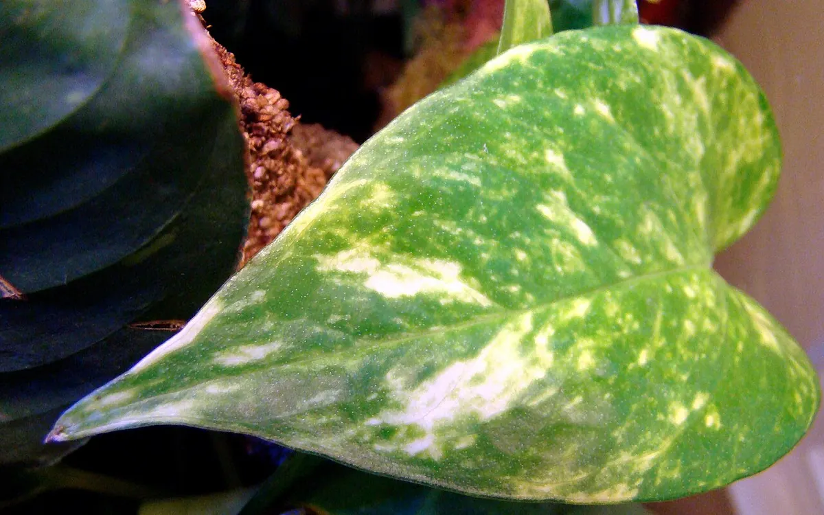 Monstera Devil Monster Premium Variegated