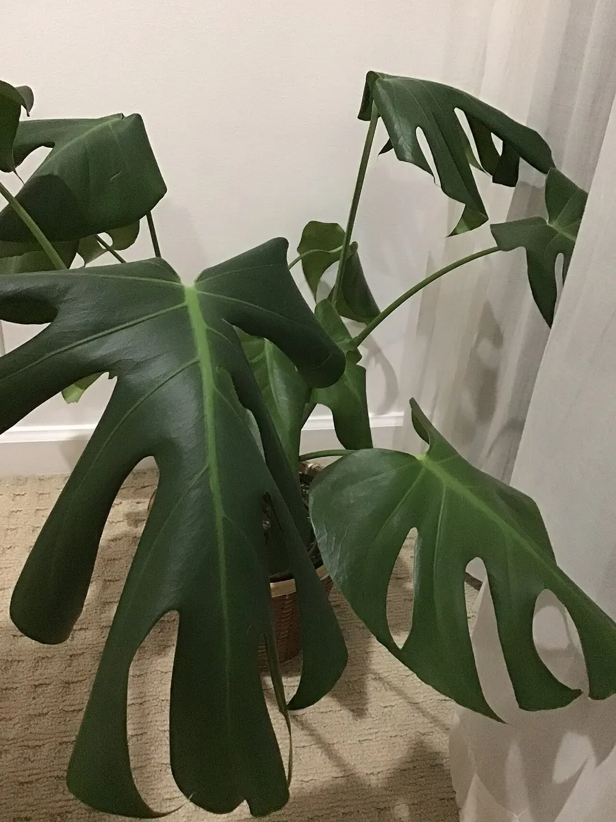 Monstera delisiosa electro light Half moon