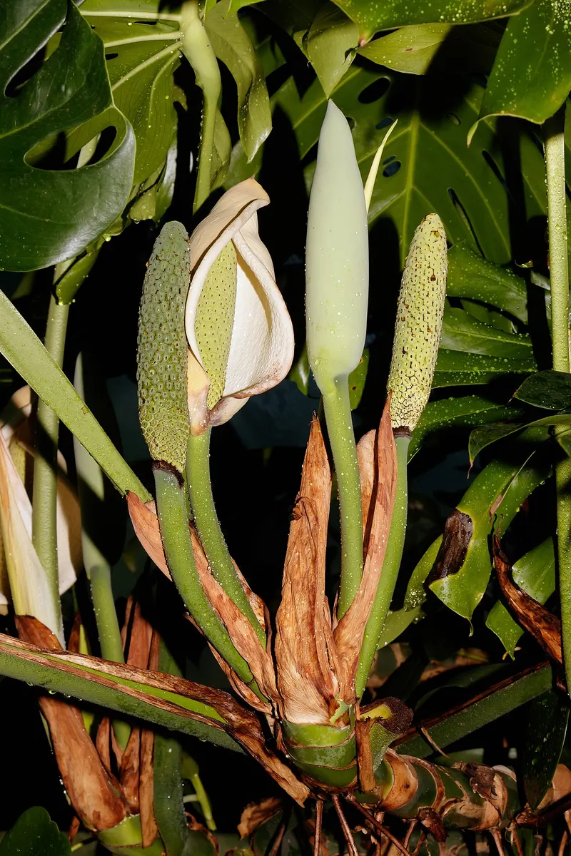 Monstera Deliciosa Aurea
