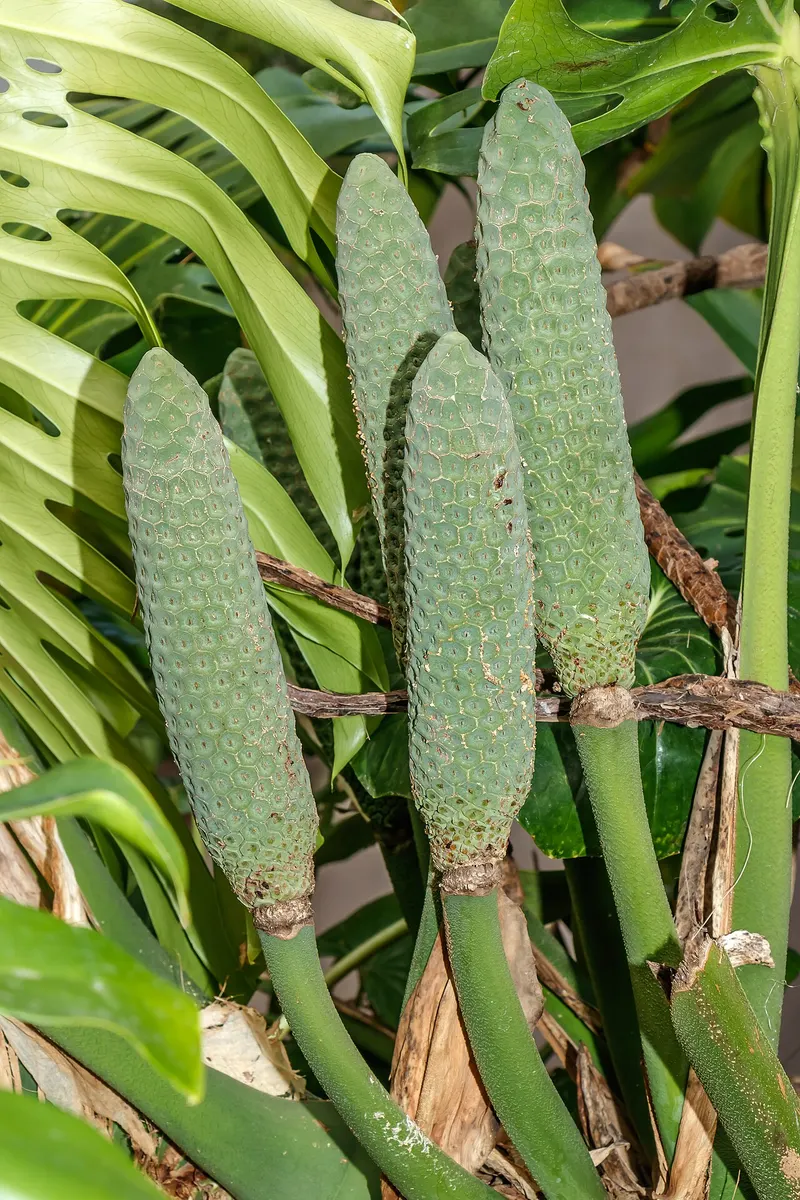 Monstera Deliciosa Mint