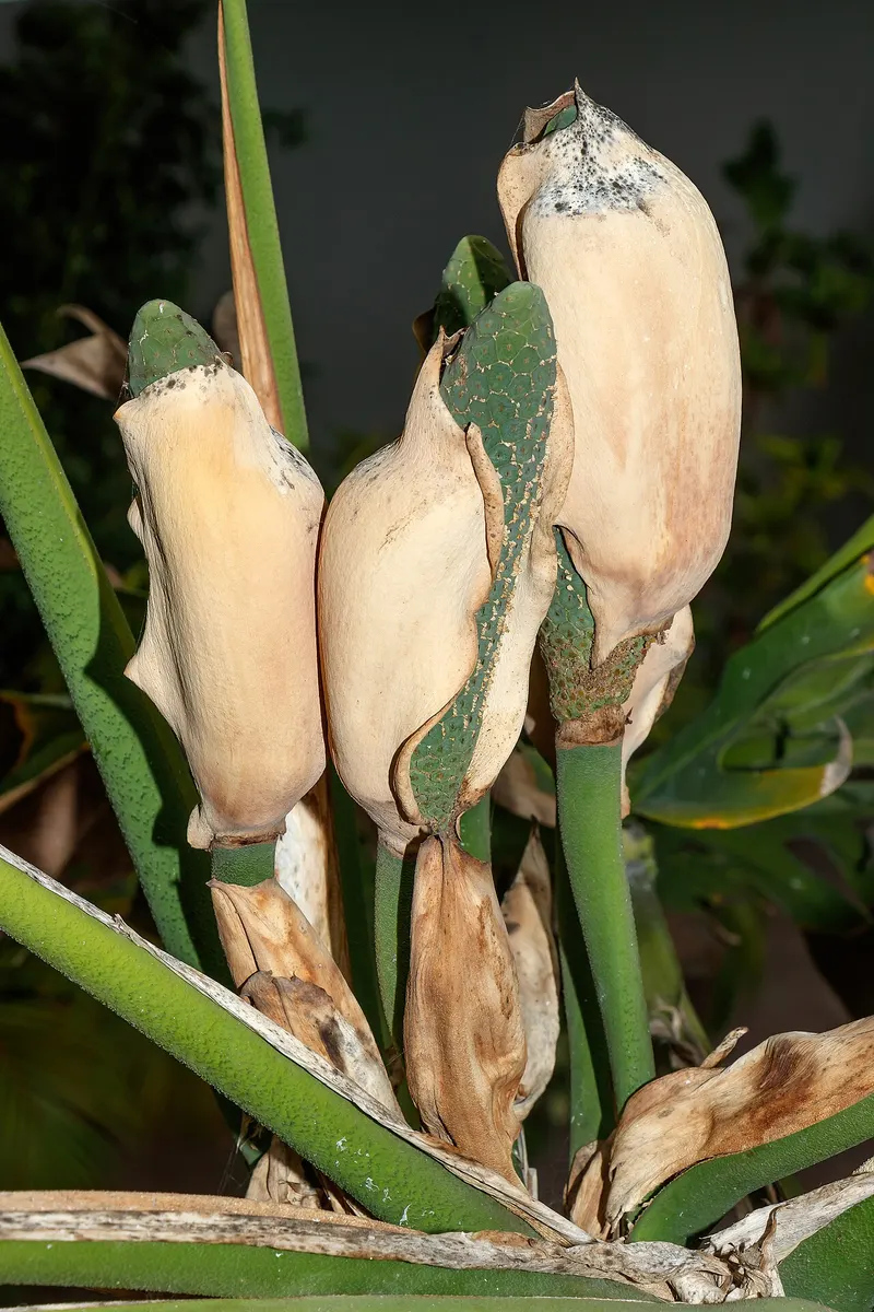 Monstera Deliciosa Banana (Super Golden)