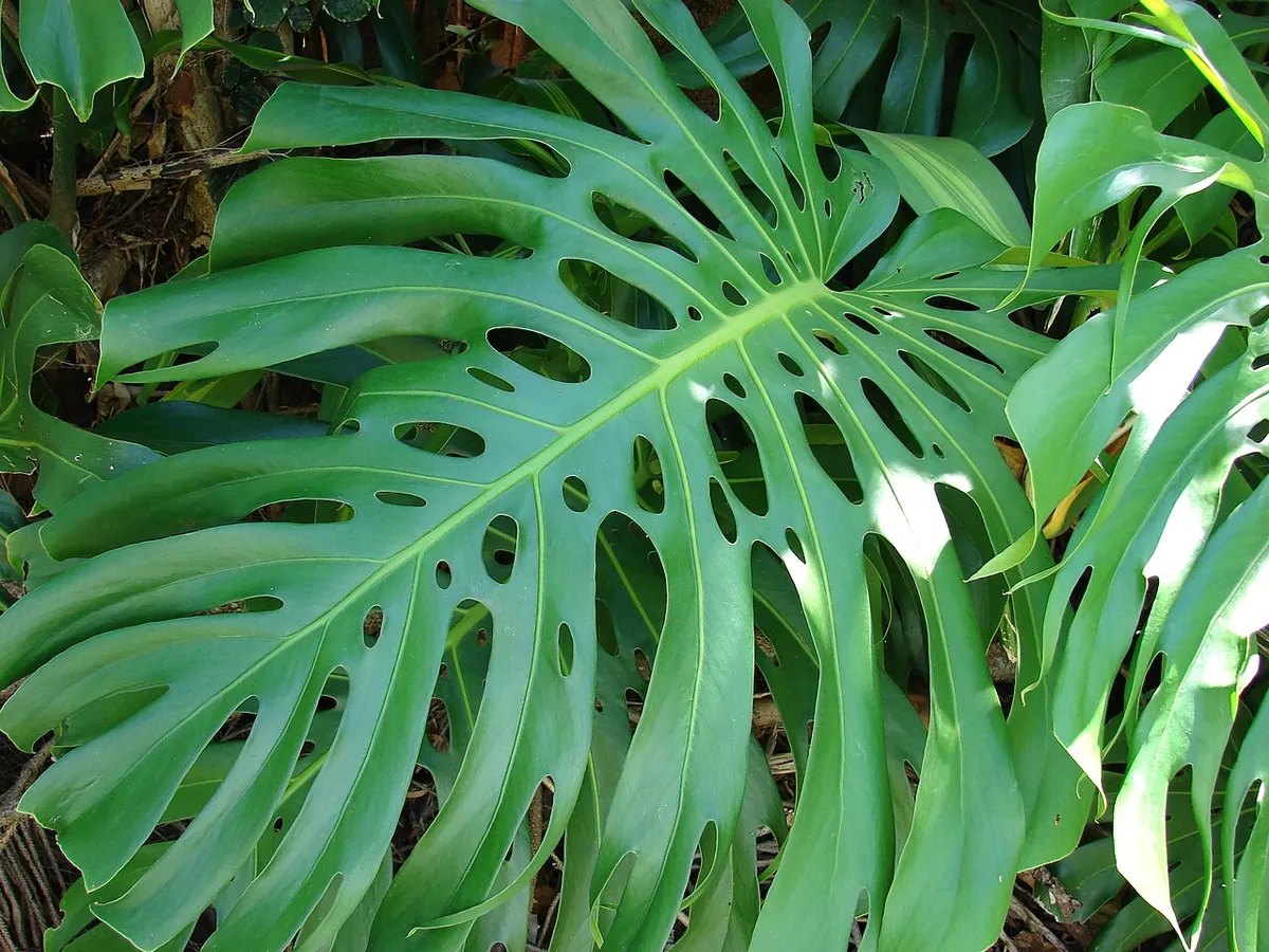 Monstera Electro Light