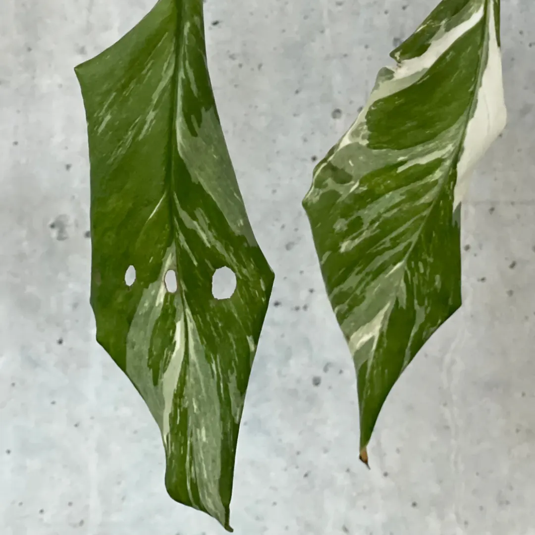 Monstera Green Snow