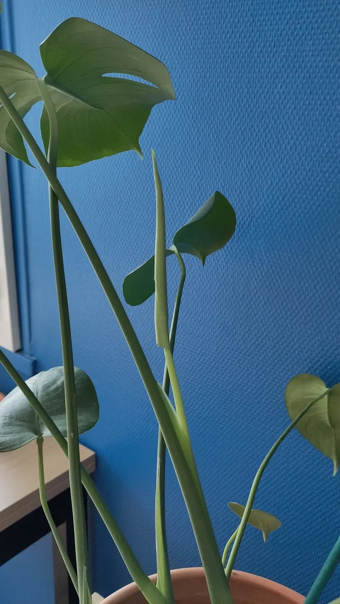 Monstera Bulbasaur Premium Variegated