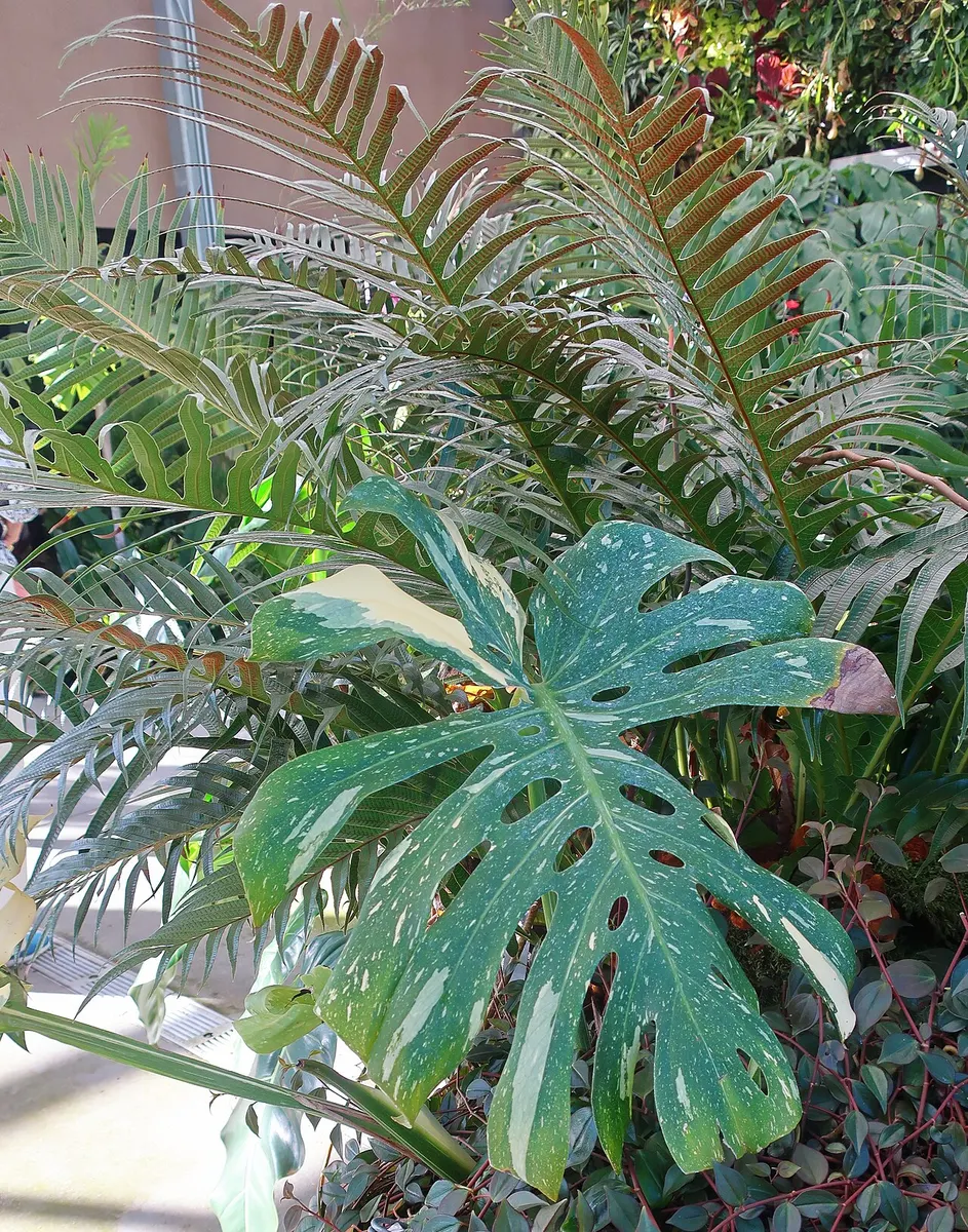 Monstera Thai Constellation Miracle Premium Tricolor