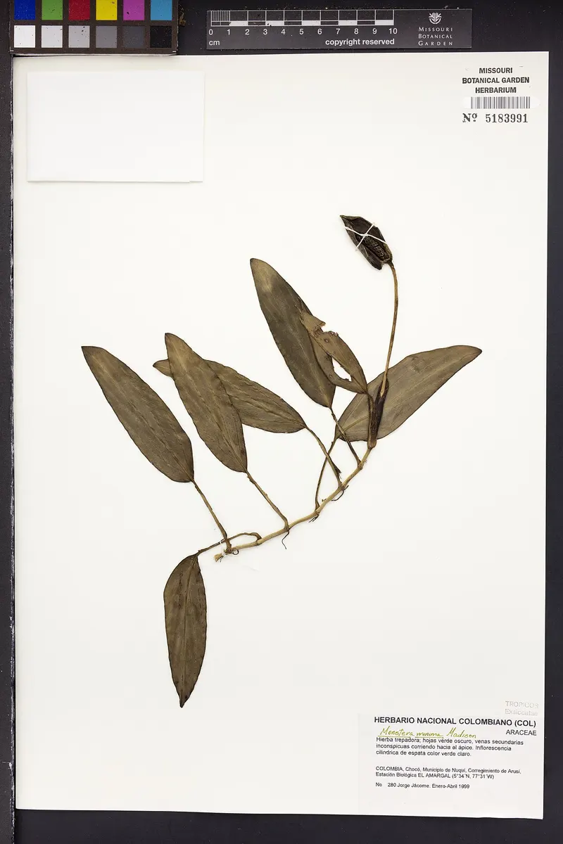Monstera Legacy
