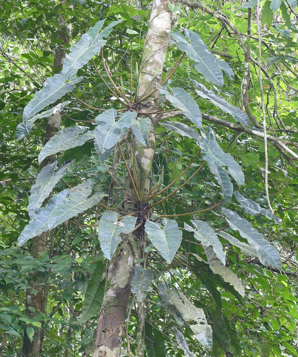Philodendron Billietiae Variegated