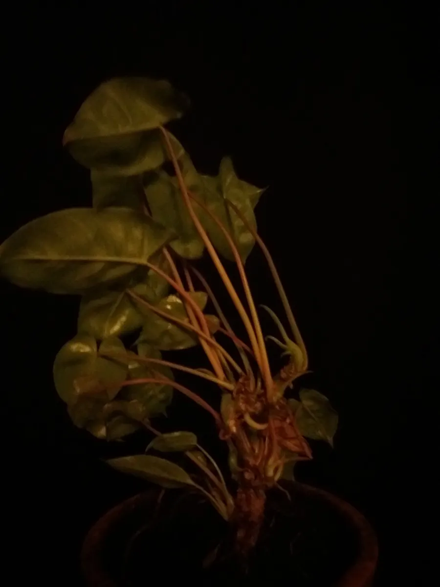 Philodendron Burle Marx Albo lava