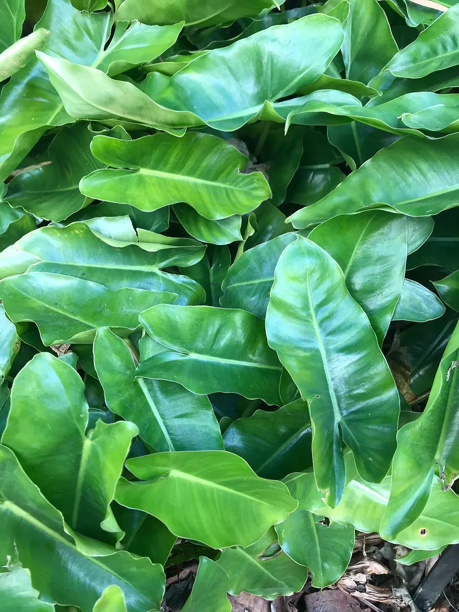 Philodendron Burle Marx Variegated