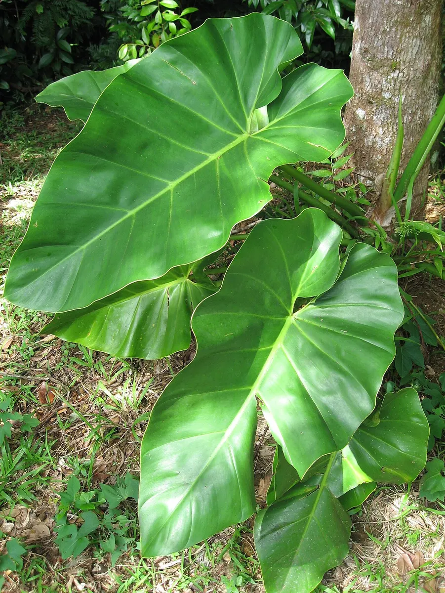 Philodendron caramel marble pink