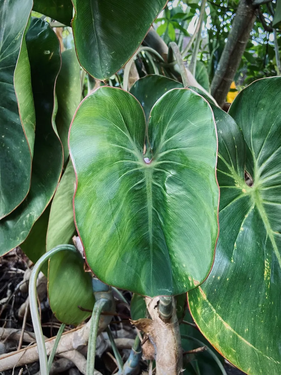 Philodendron Domesticum Variegated