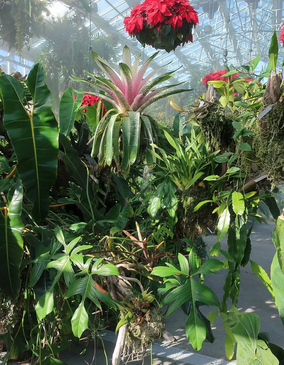 Philodendron Florida Beauty Variegated