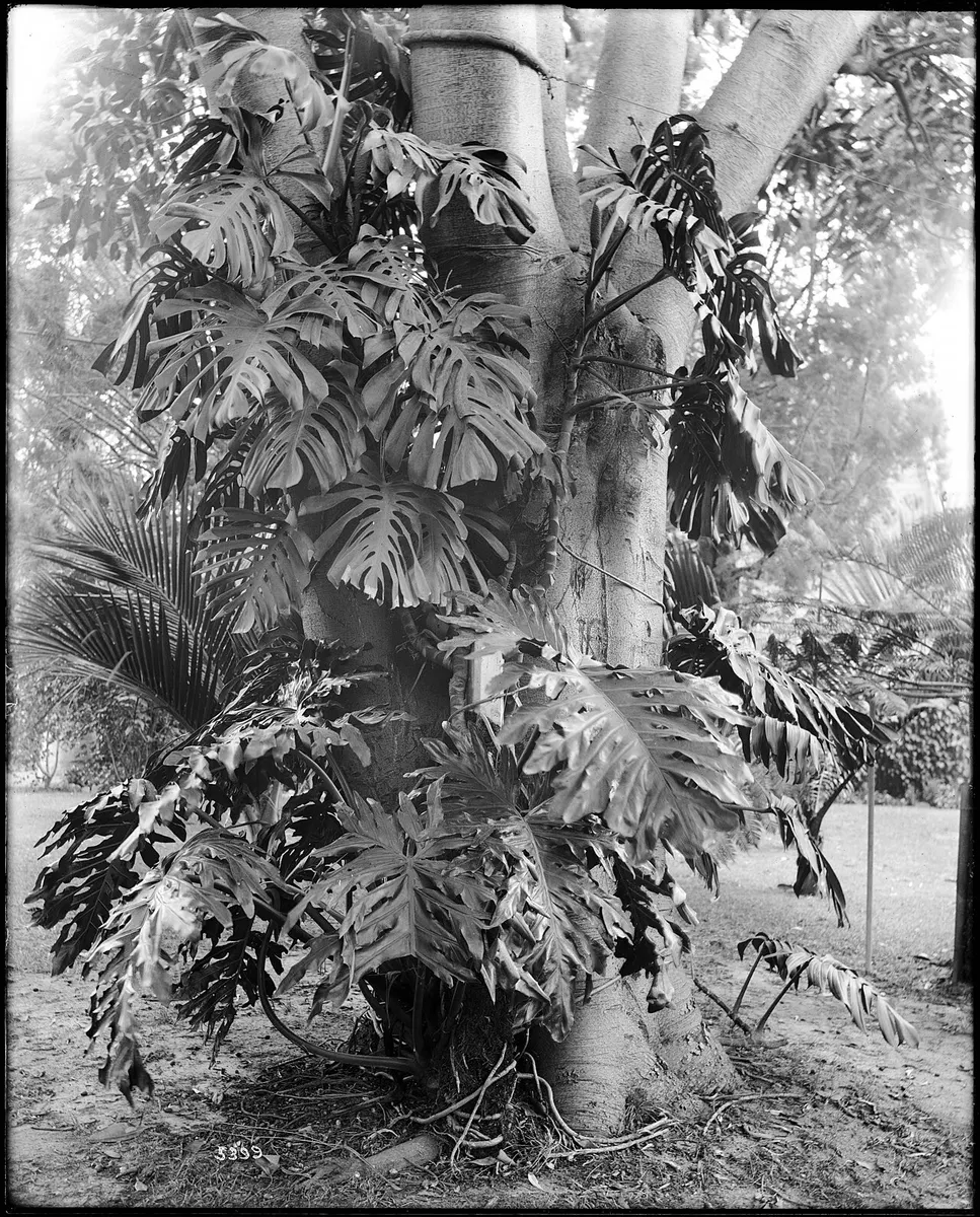 Philodendron Gloriosum Variegated