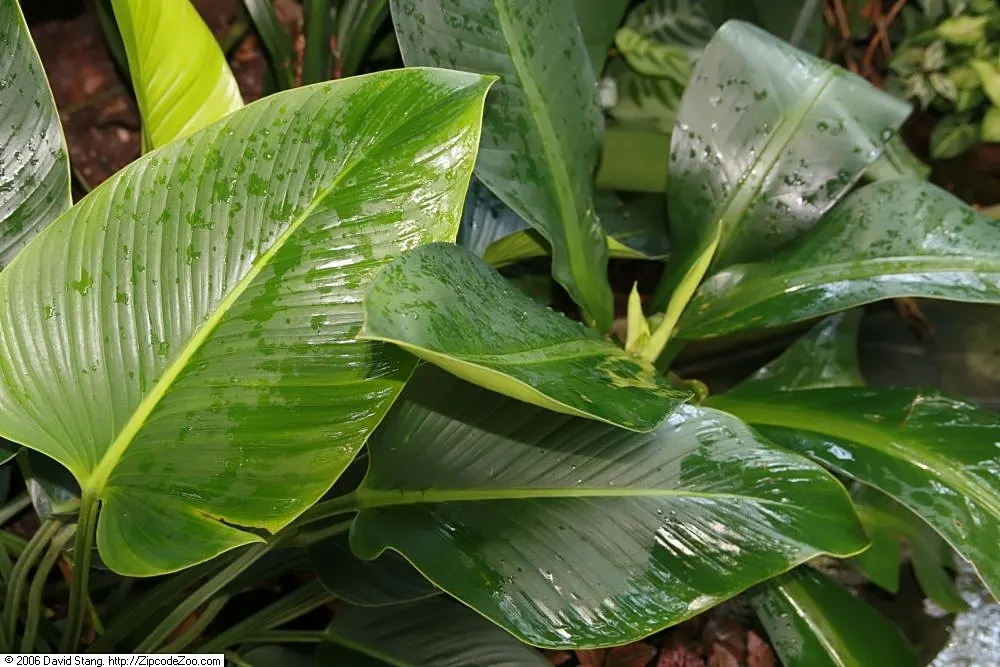 Philodendron Green Congo Variegated