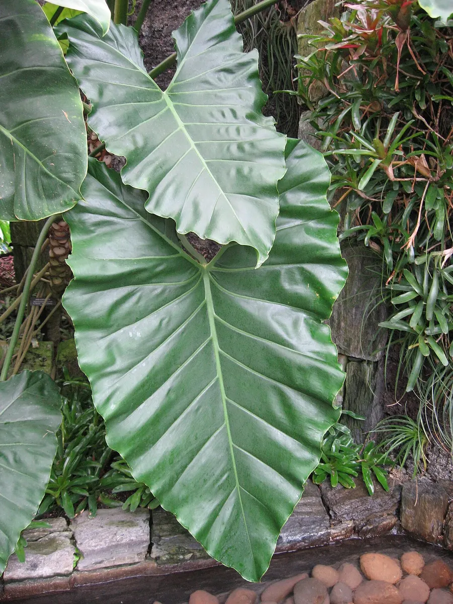 Philodendron Imperial Red Variegated
