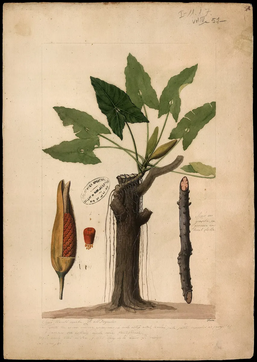 Philodendron Jose Buono