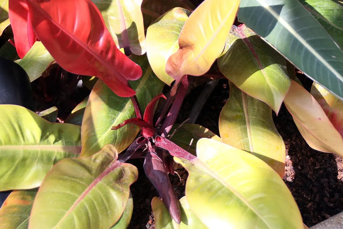 Philodendron Orange Princess Variegated
