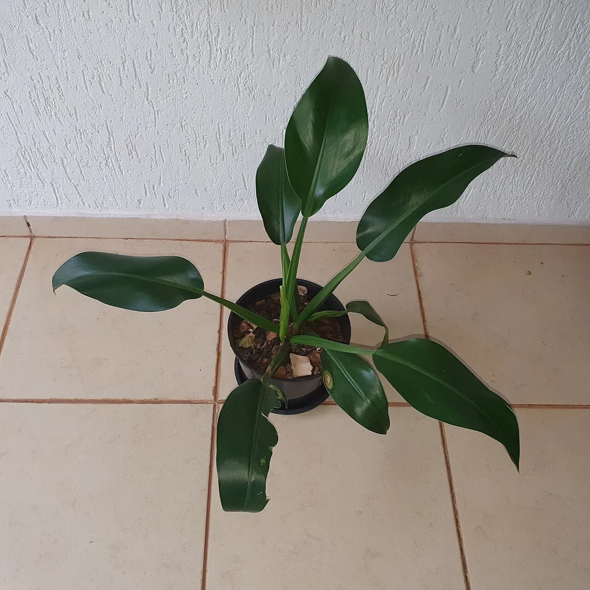 Philodendron Red Congo Variegated