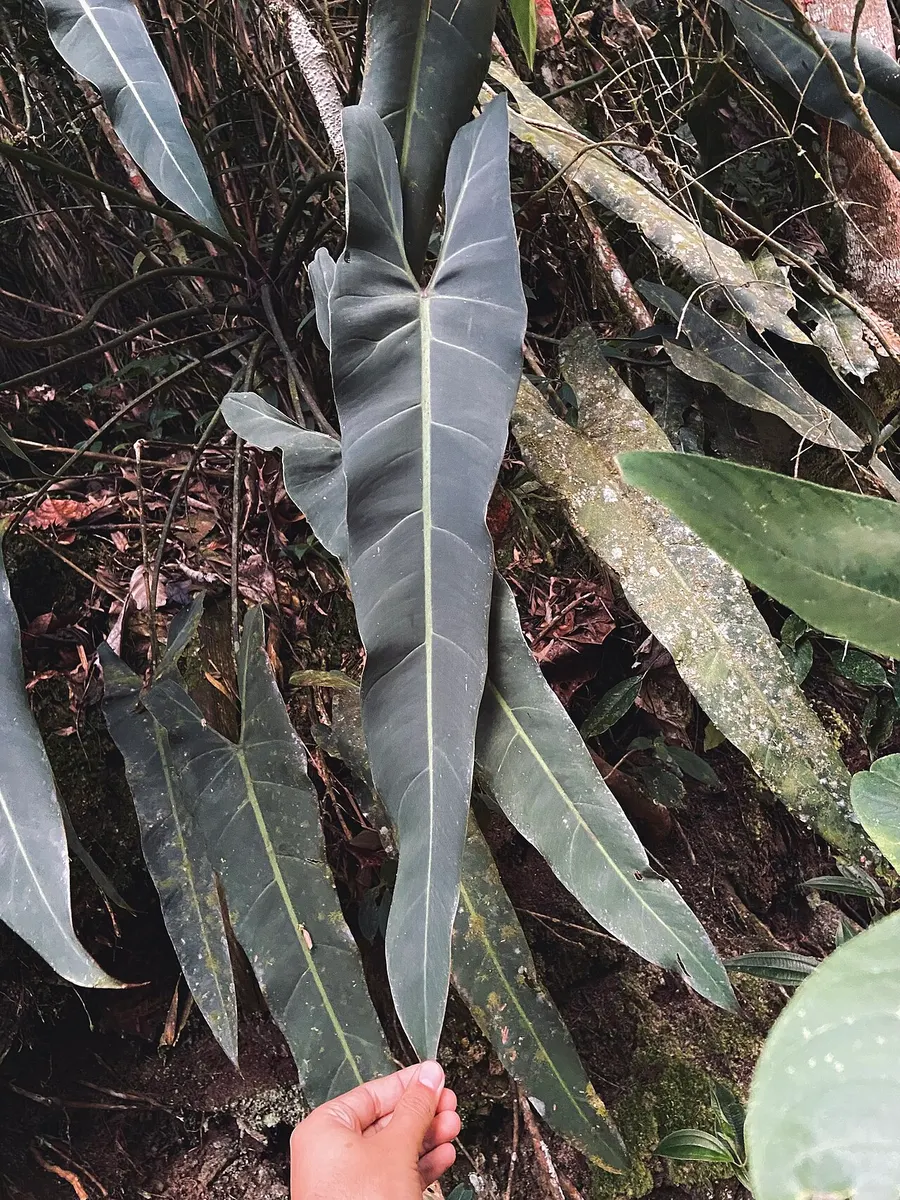 Philodendron Spiritus Sancti