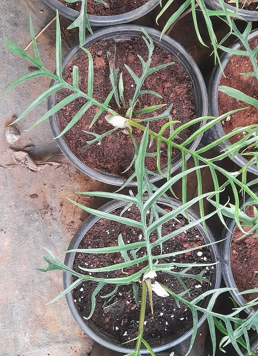 Philodendron Tortum Variegated