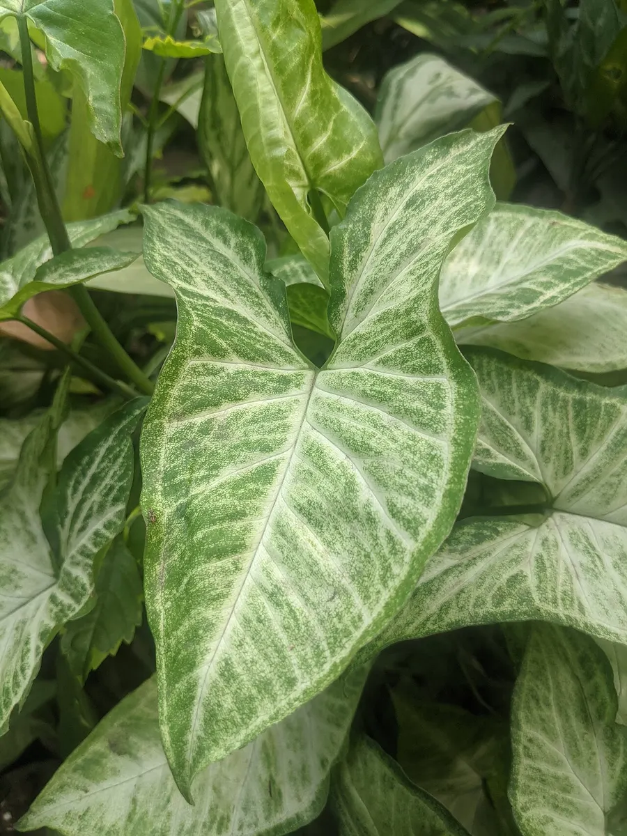 Syngonium Podophyllum
