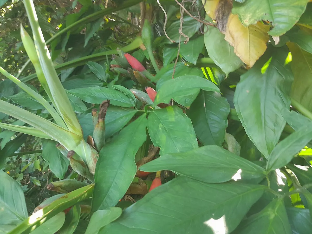 Syngonium podophyllum 'Pixi