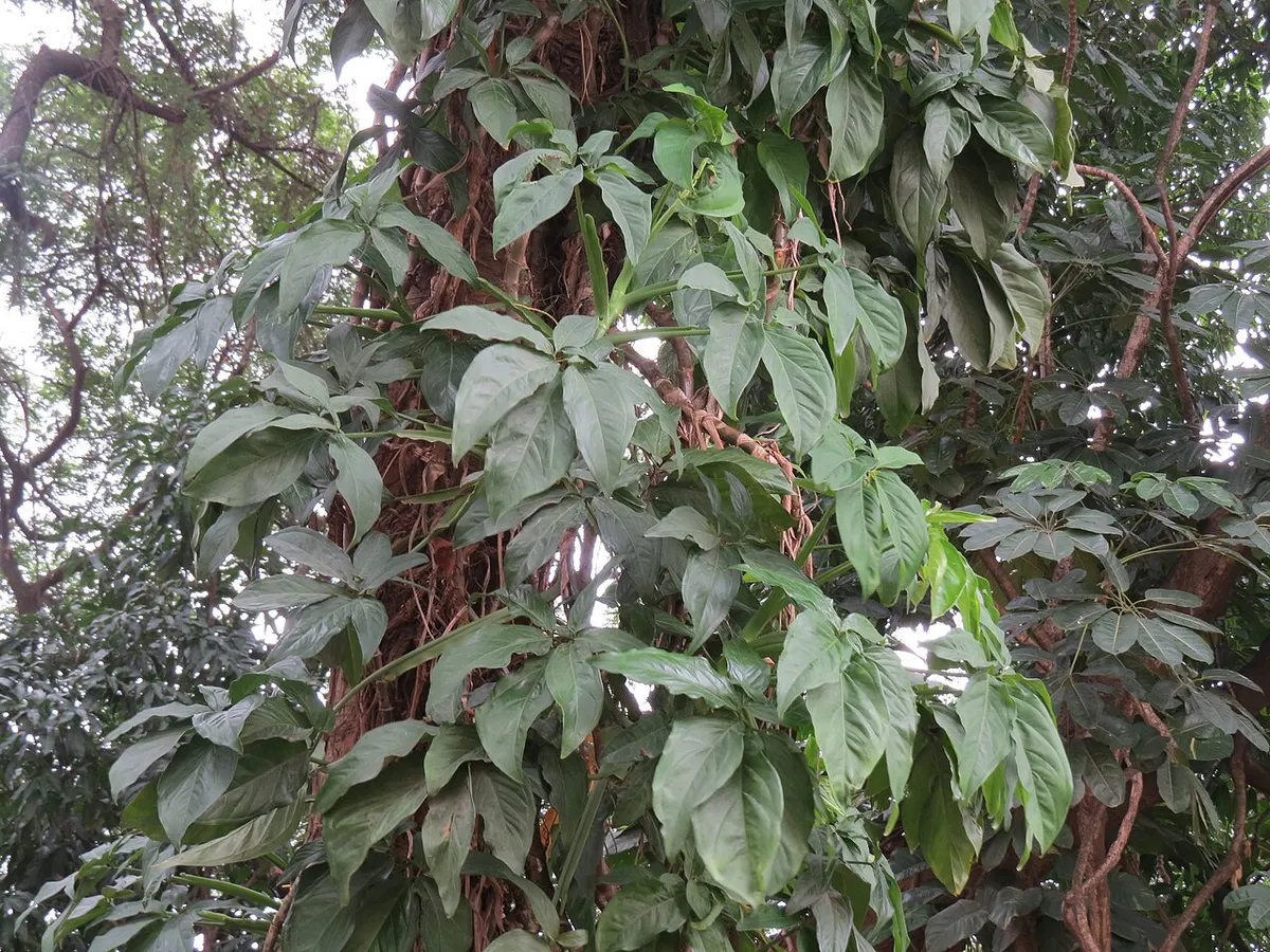Syngonium podophyllum Golden Allus
