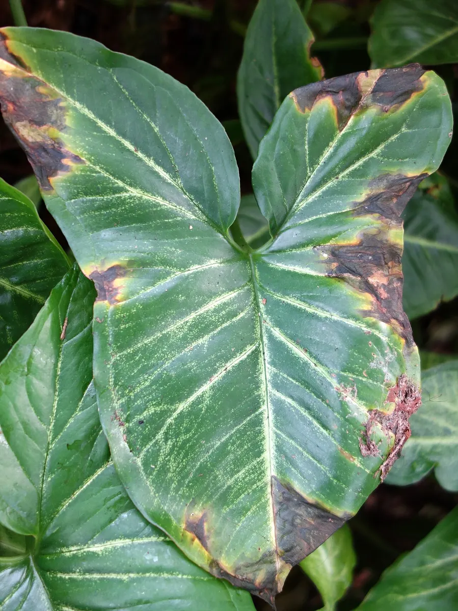 Syngonium Milk Confetti